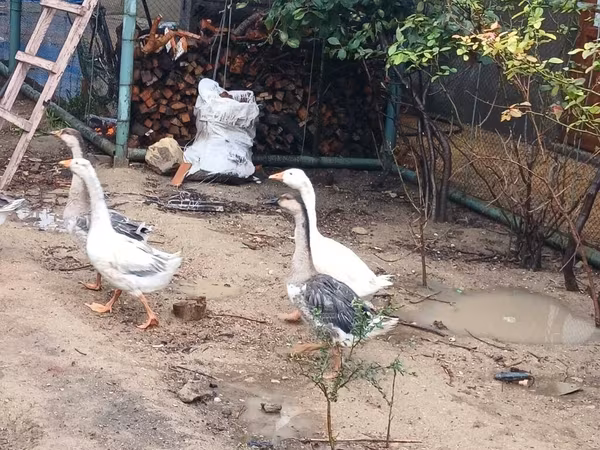 Geese