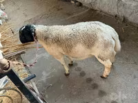 Қошқар, Dorper sheep — 2-сурет