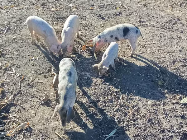 Eber, Schweine