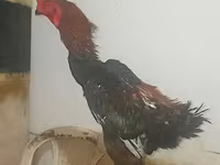 Gallinas Shamo — foto 4