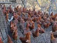 Chickens — الصورة 2