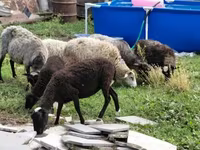Ոչխար, Romanov sheep — լուսանկար 5