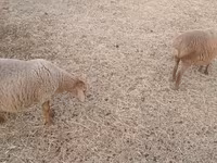 Sheep (batch, sex not specified), Sheep — photo 1