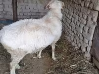 मेढ़ा, भेड़ — फ़ोटो 1