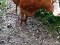 Vaca, Ganado vacuno — foto 1