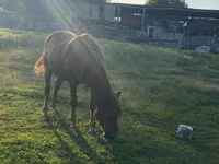 Caballo, Caballos — foto 4