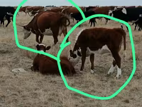 Сиыр, Simmental cattle — 1-сурет