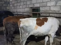 Bull, Russian Black pied cattle — photo 3