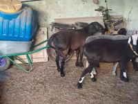 Ram, Hissar sheep — photo 5