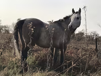 Айғыр, Arabian horse — 4-сурет