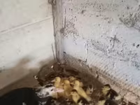 Ducks — Foto 5