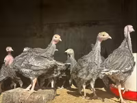 Turkeys — լուսանկար 3