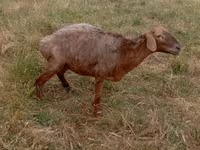 Sheep, Kazakh meat-wool sheep — photo 1