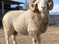 Ram, Kyrgyz Mountain merino sheep — photo 1