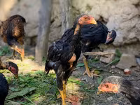 Australian Pit Game fowl — Foto 2