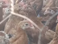 Chickens — Foto 2
