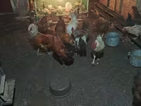 Chickens — Foto 7