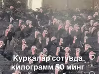 Словенская Серебристая — фото 2