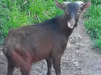Էգ այծ, Irish goat — լուսանկար 1