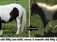 公马, Miniature horse — 照片 6