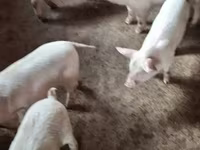 Eber, Schweine — Foto 2