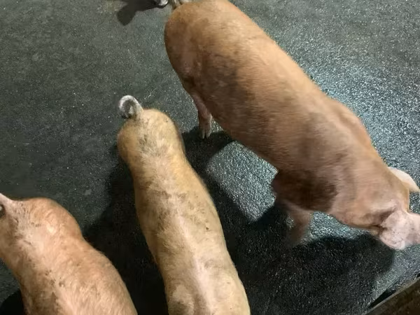 Cerda, Дюрок