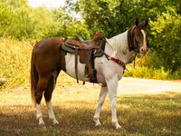 Hengst, American paint horse — Foto 4