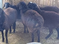 公羊, Sheep — 照片 4