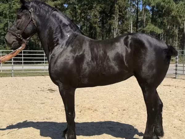Էգ ձի, Percheron