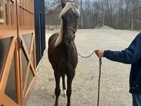Айғыр, Rocky Mountain Horse — 3-сурет