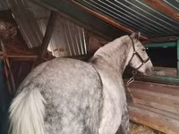 Yegua, Ukrainian Riding Horse — foto 2