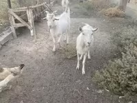 Արու այծ, Russian White goat — լուսանկար 5