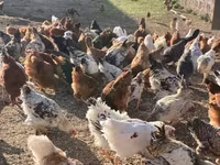 Chickens — լուսանկար 5
