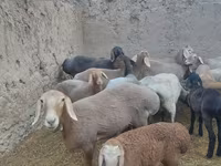 Ոչխար, Arashan sheep — լուսանկար 6