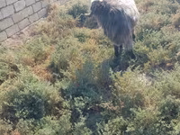 Cabro, Damask goat — foto 3