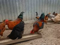 Chickens — الصورة 3