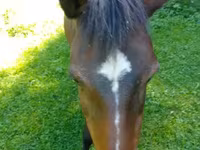 Mare, Horses — photo 7