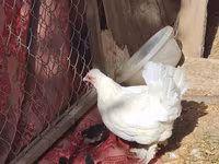 Chickens — الصورة 3