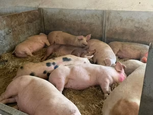 母猪, Pigs