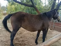 Égua, Cavalos — foto 1
