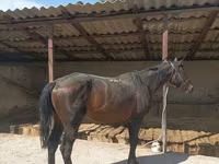 Ձի, Karachay horse — լուսանկար 5