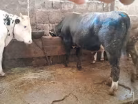 ثور, Simmental cattle — الصورة 4