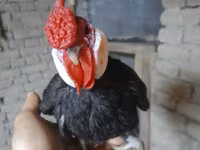 مينوركا — الصورة 8