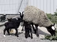 Sheep, Romanov sheep — photo 1