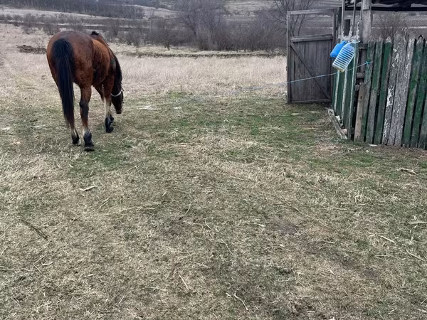 Caballo, Caballos