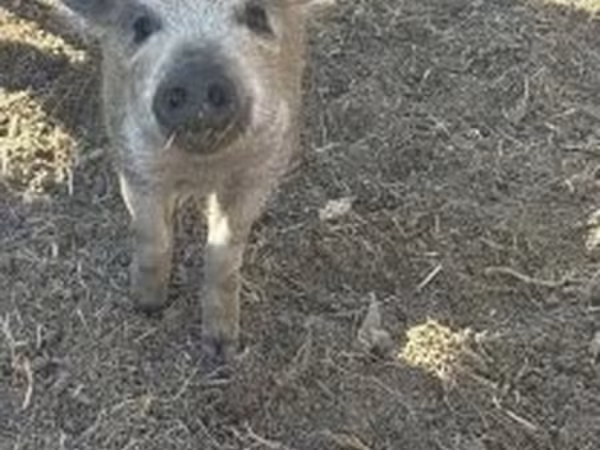 Sow, Мангалица