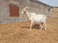 Արու այծ, Saanen goat — լուսանկար 1