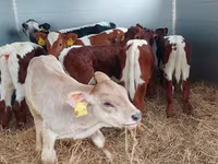 Ցուլ, Simmental cattle — լուսանկար 3