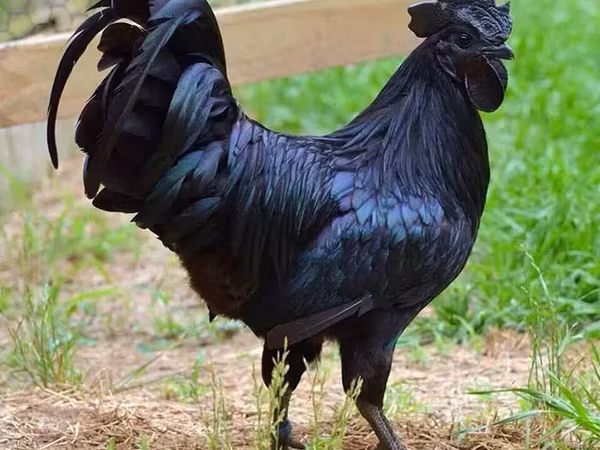 Chickens — Armenia