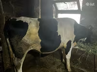 Kuh, Russian Black pied cattle — Foto 2